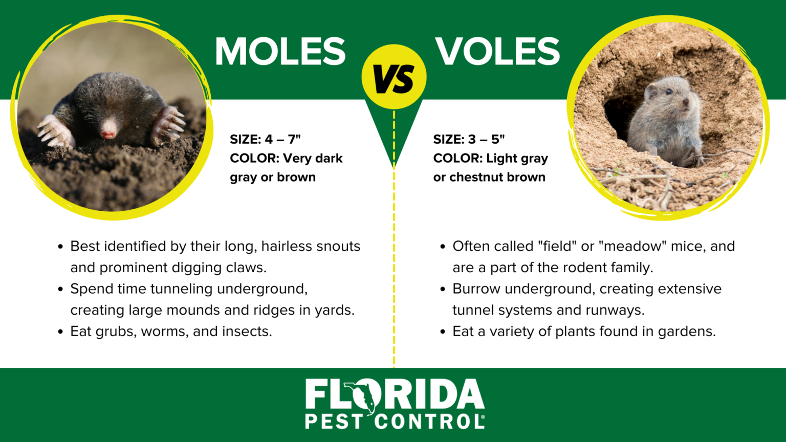 Moles Vs Voles Differences Between Voles Moles Florida Pest Control