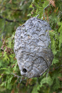 Paper Wasp nest in a White Cedar Tree - Ontario, Canada