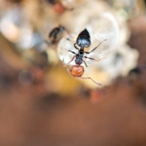 Black Crazy Ant  Florida Environmental Pest Management
