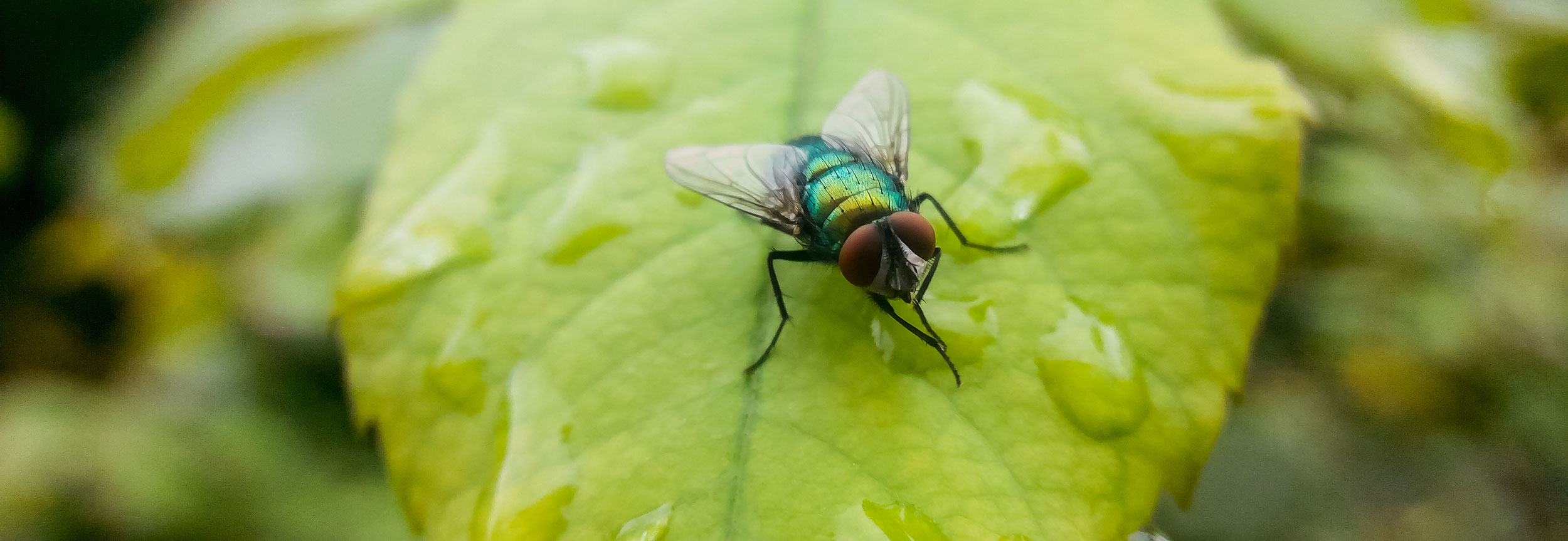 How to get rid of flies? Identify, control, exterminate - Integrum