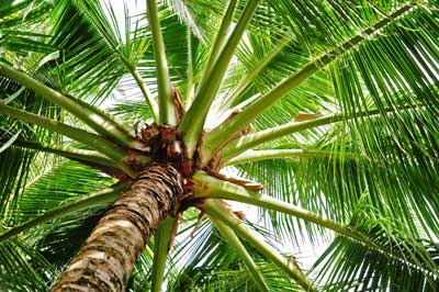 Palm Tree Problems  Gardening in the Panhandle