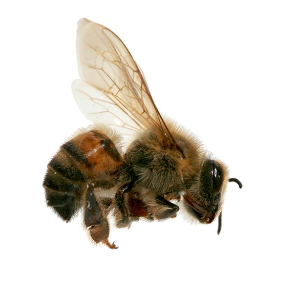 Honey Bee Identification, Habits & Behavior