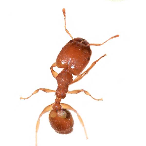 big headed ant size