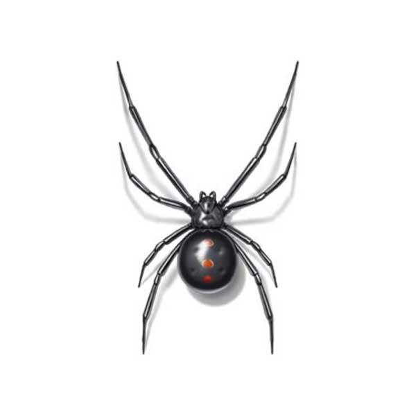 difference between male and female black widow spiders