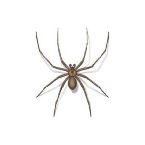 5 Wolf Spider Tips for Boise Residents