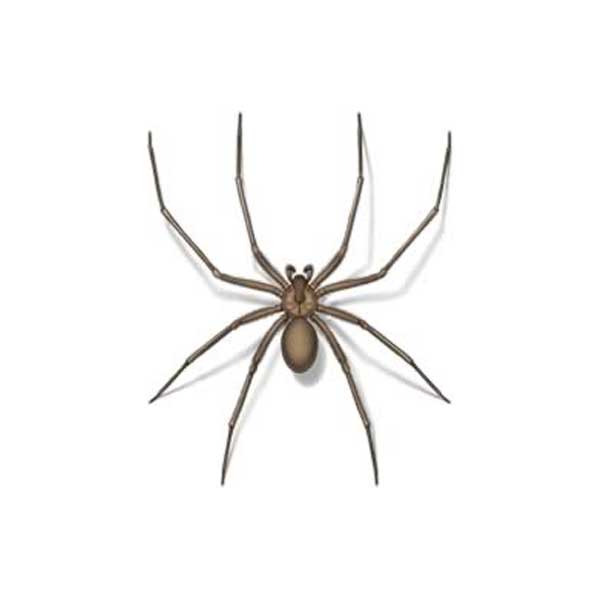 Brown Recluse Spiders: How to Tell if You Were Bitten