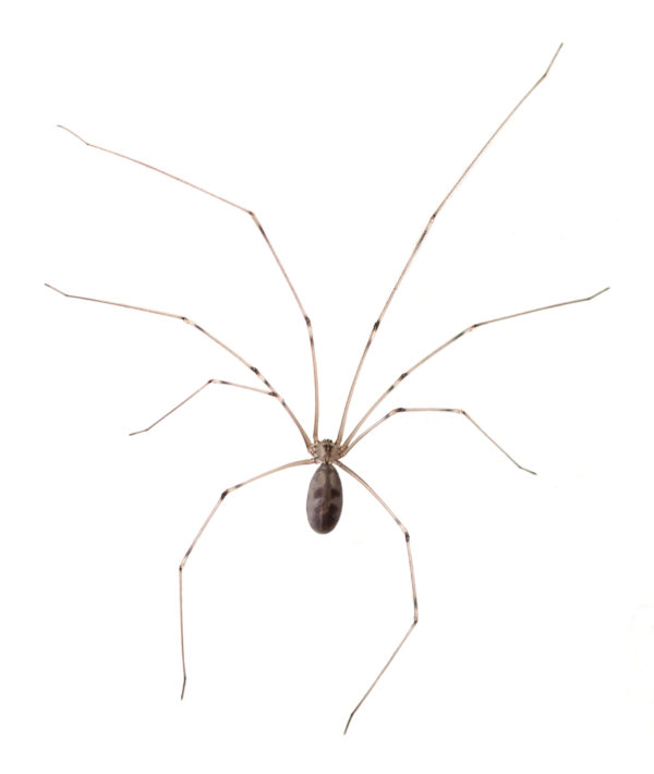 long body vs short body cellar spiders