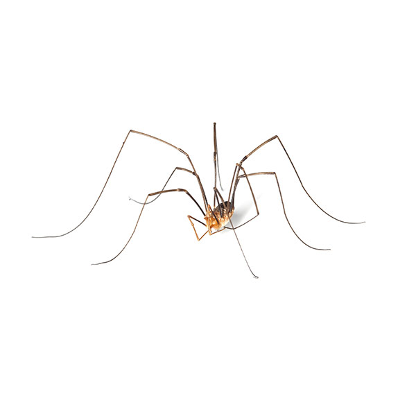 Daddy Long Leg Spider Identification & Behavior