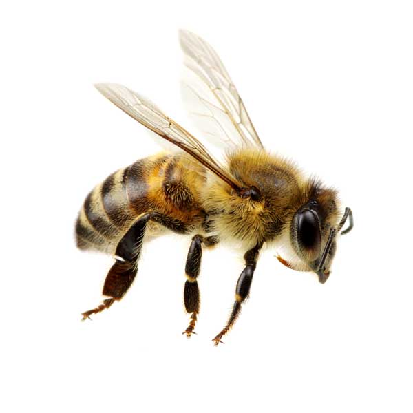 what color is honey bee