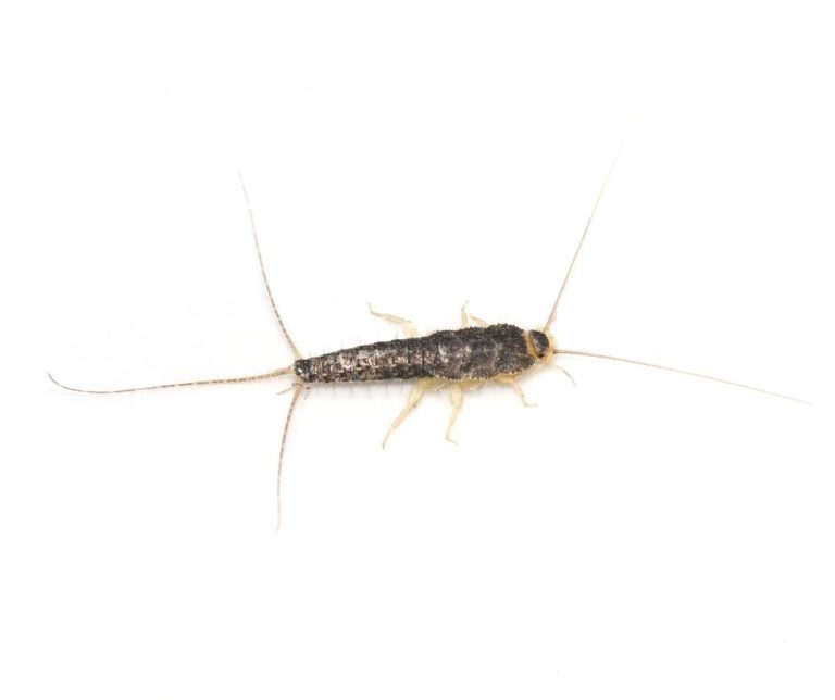 Silverfish Identification, Habits & Behavior | Florida Pest Control