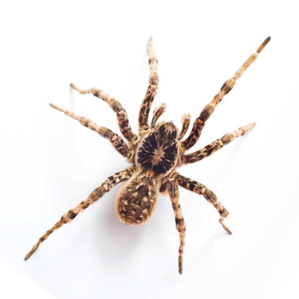 The wolf spider: Facts & bites