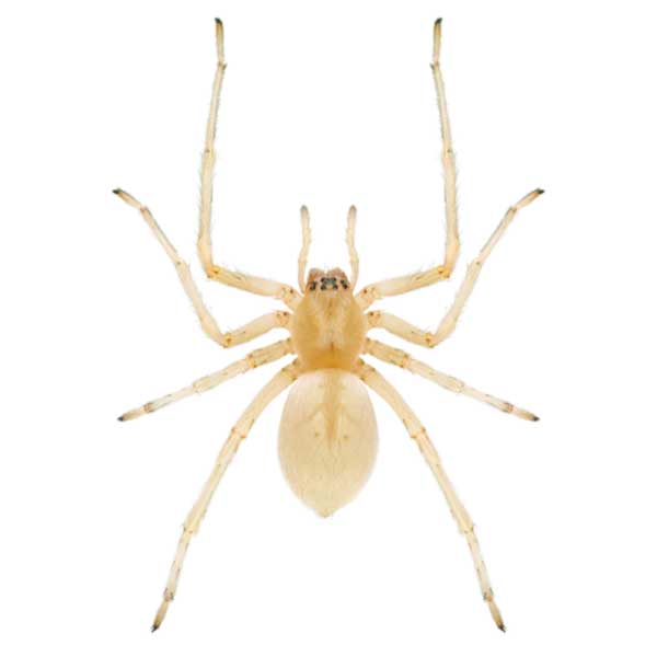 ZOO MIAMI HELPS DISCOVER A BRAND NEW SPIDER SPECIES IN MIAMI