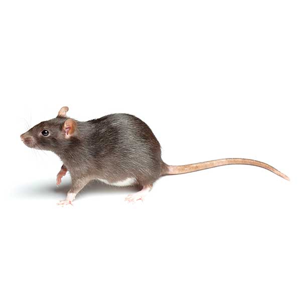 Norway Rat Identification, Habits & Behavior