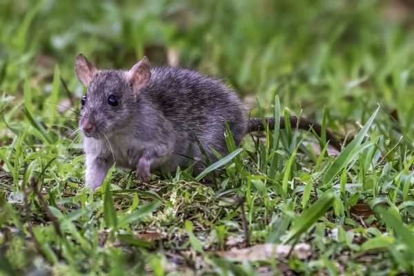 How To Keep Mice Away from Your House, Yard, Garbage, or Shed