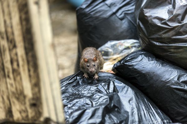 https://www.flapest.com/wp-content/uploads/2021/11/rats-live-in-garbage.jpg