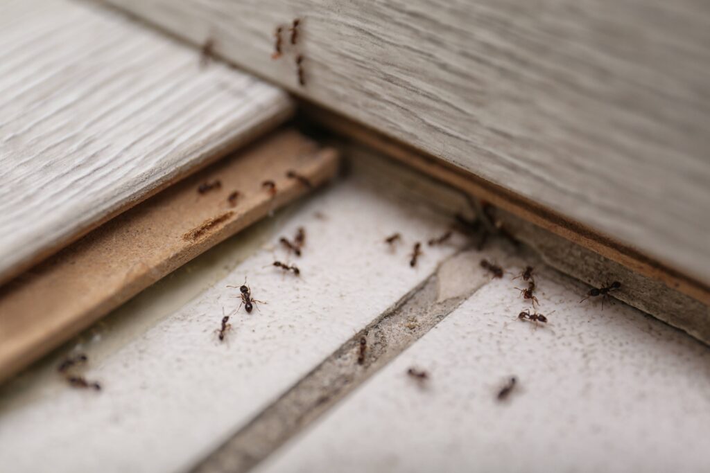 4 Most Common Florida Ants Florida Pest Control   Ants Feat 1024x683 