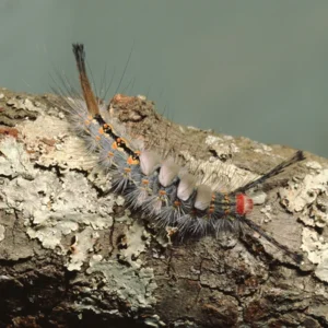 Tussock Moth Caterpillar