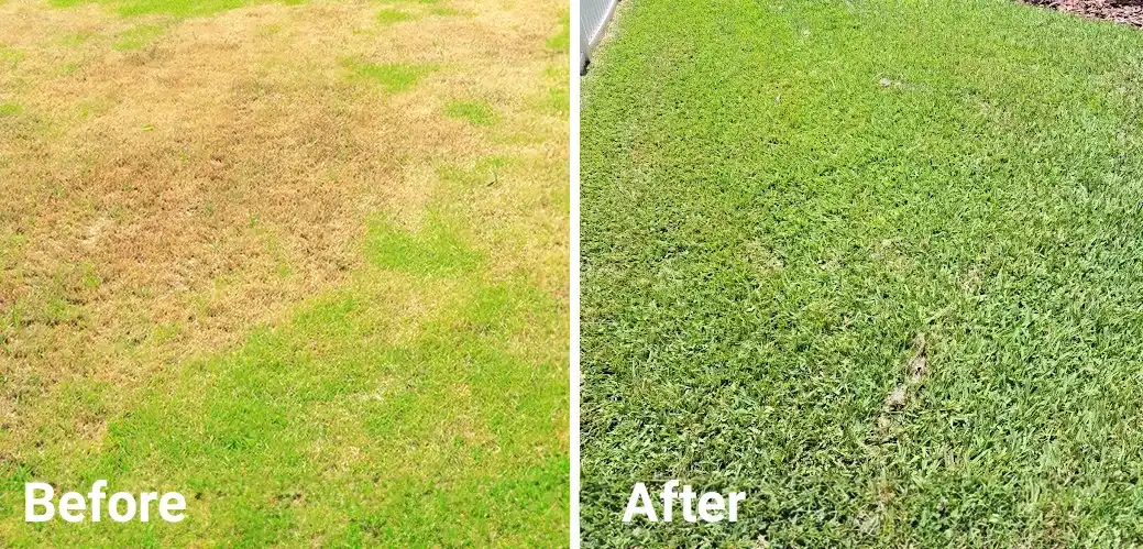 Before and After Lawn treatment