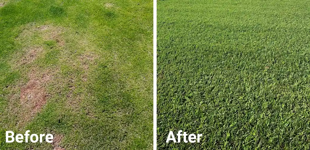 Before after lawn