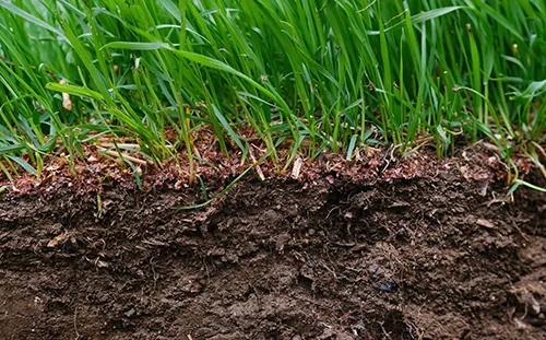 healthy lawn soil with healthy lawn growth