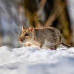 rat walking on snow on a cold winter day