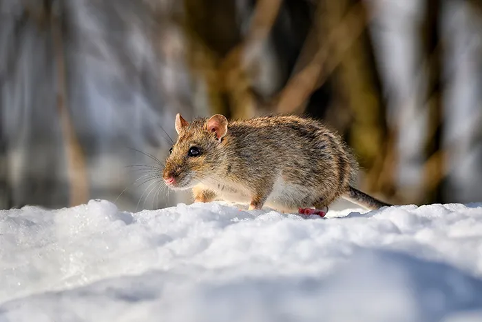 rat walking on snow on a cold winter day