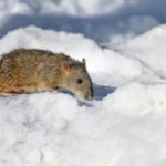 Rodent walking on snow