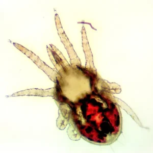 A closeup shot of a bird mite under a microscope