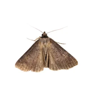 Clothes moth on isolated white background