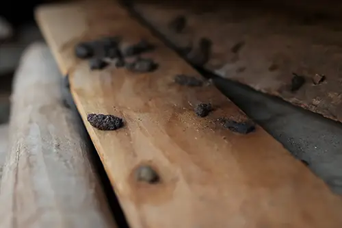 Rodent droppings on wood