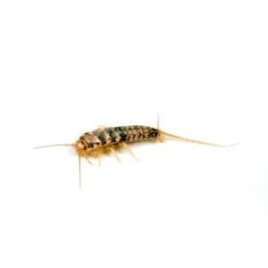 Firebrat on isolated white background