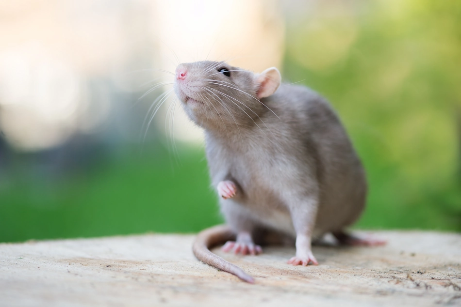 Rodent looking up outside