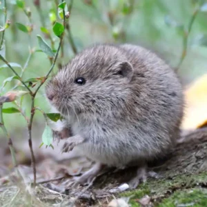 Meadow Vole in the forest