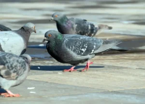 Pigeons on a sidewalk